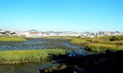 Yosemite Canal Wetlands Restoration